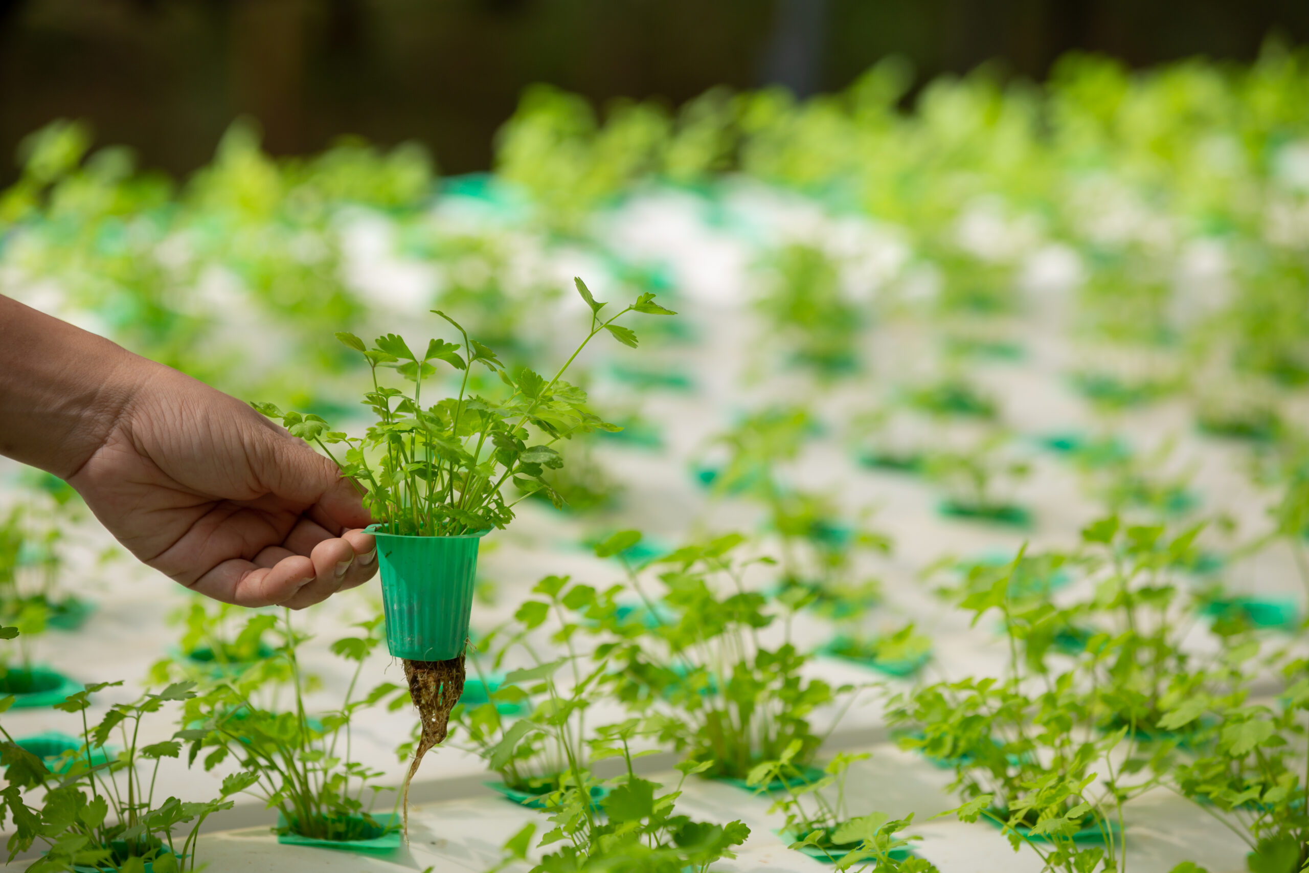 Agro Input Businesses: How to Thrive with Invade Agro Global Services in 2025