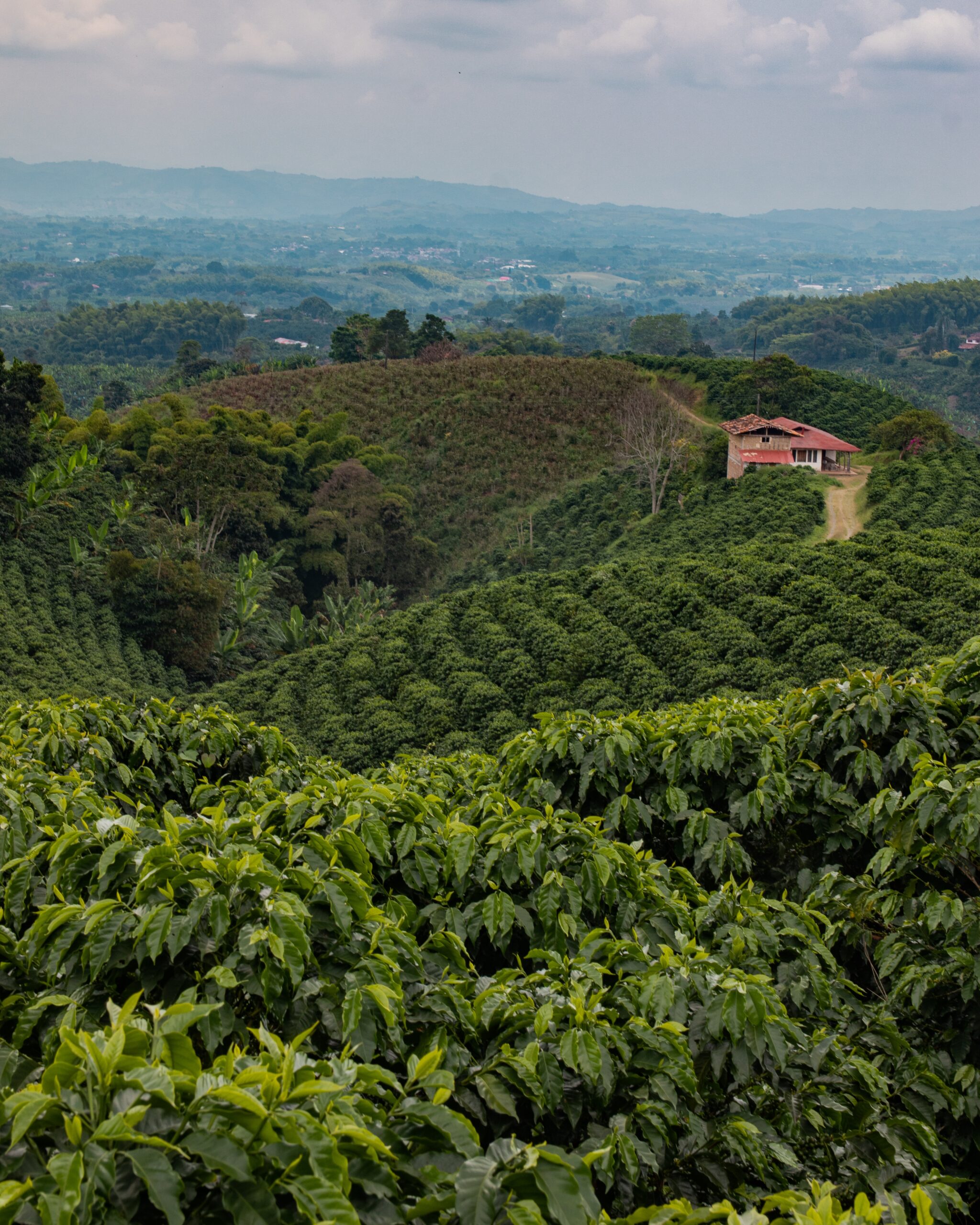 Farming/Plantation