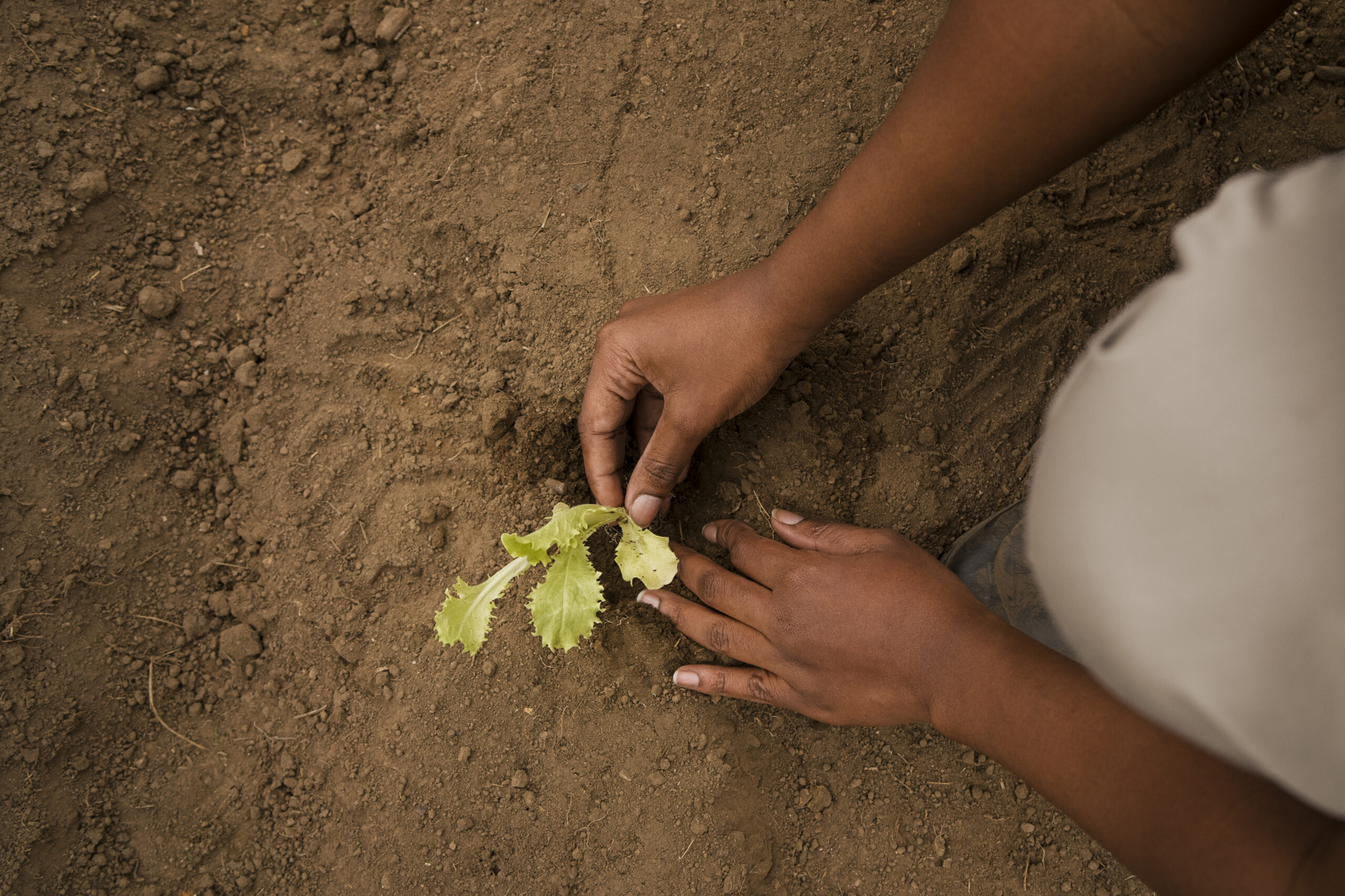 Farmers analyzing soil and crop health in a green field with modern tools and techniques.