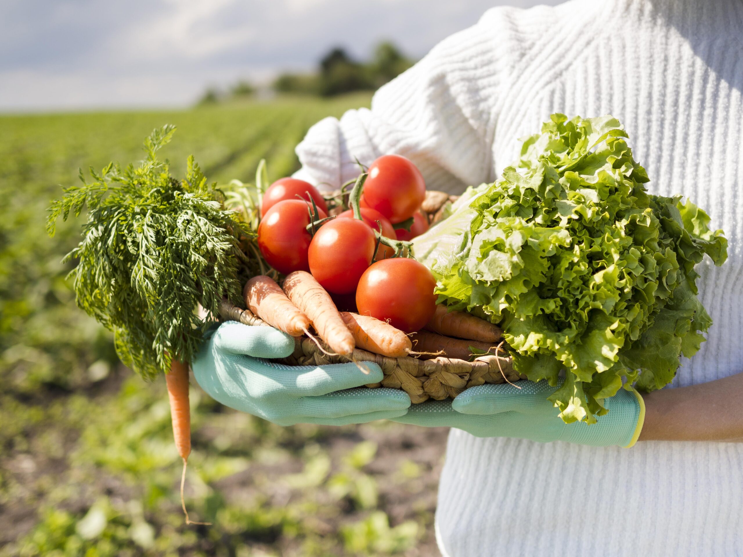 Precision agriculture in the agro industry in 2025, utilizing AI, IoT, and data-driven farming for increased efficiency and sustainability.