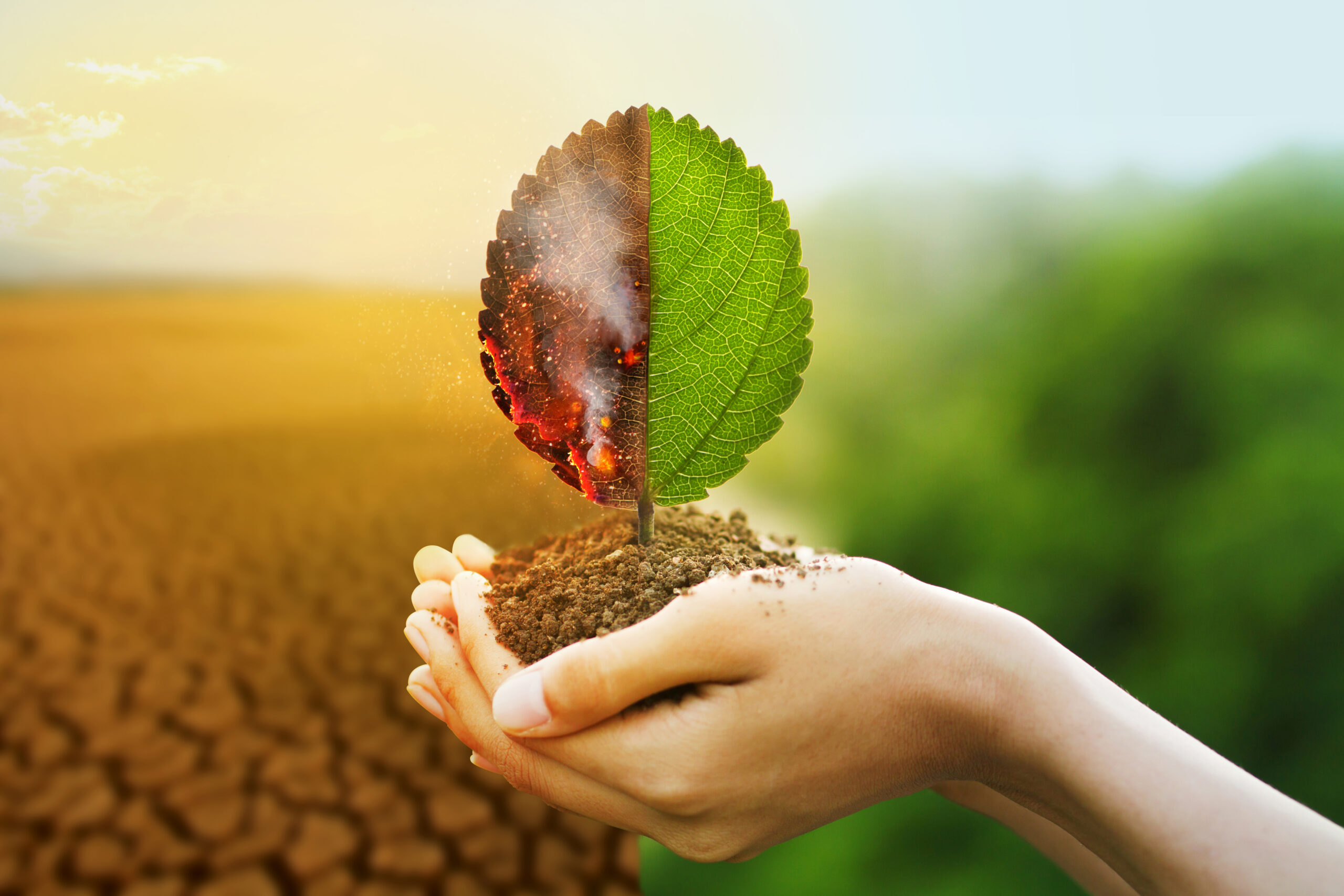 Soil Health and Agri Inputs – Key to a Sustainable Future