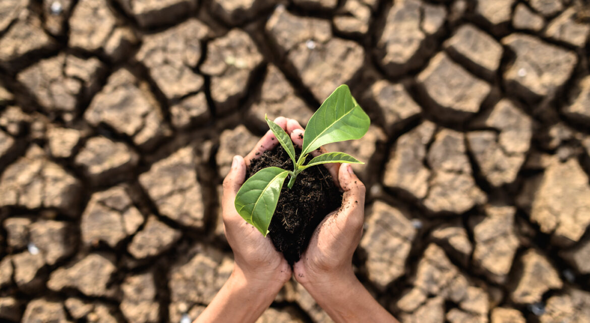 Drought-resistant seeds improving yields and sustainability in dry, water-scarce regions.