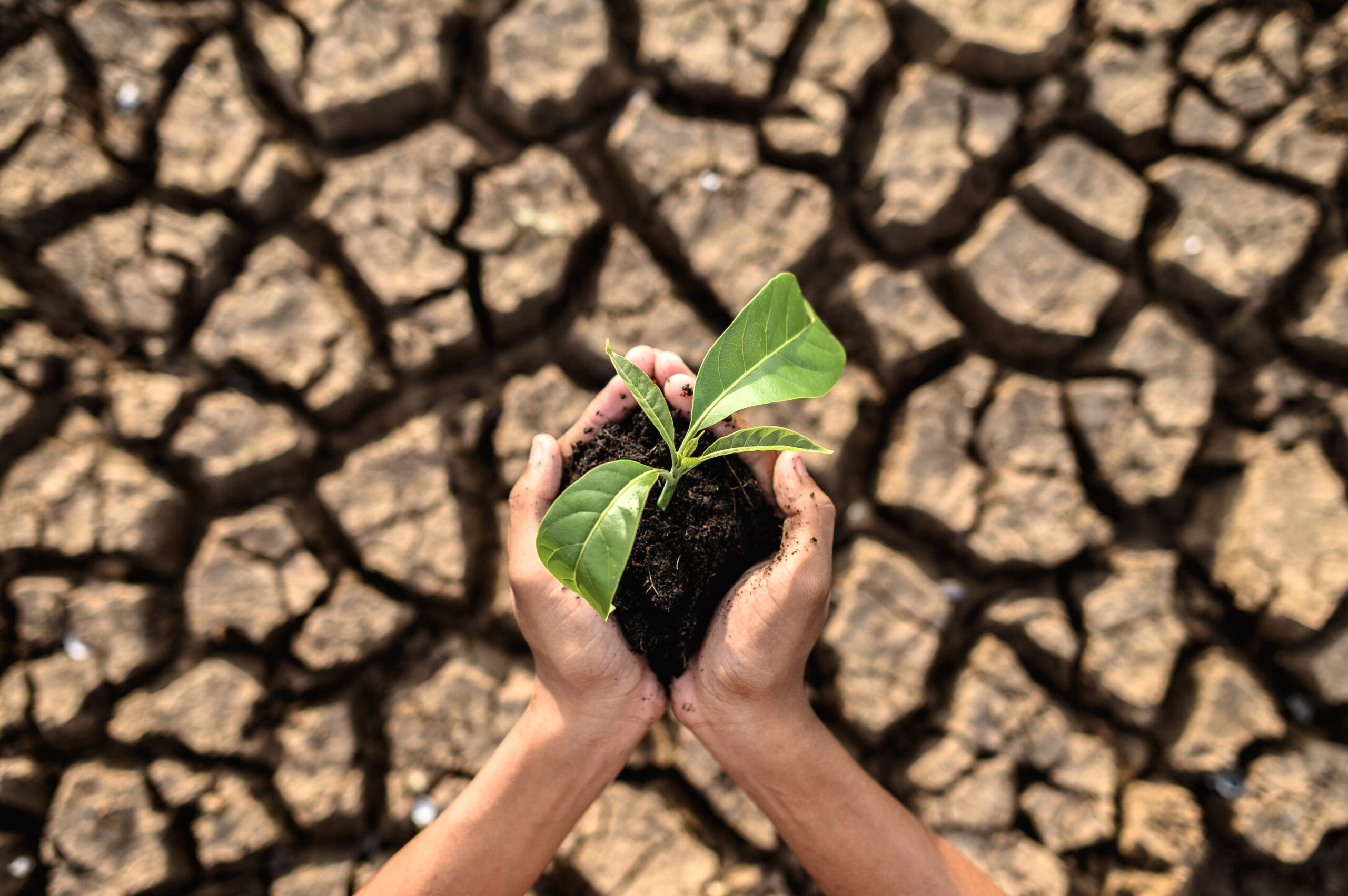 Drought-resistant seeds improving yields and sustainability in dry, water-scarce regions.