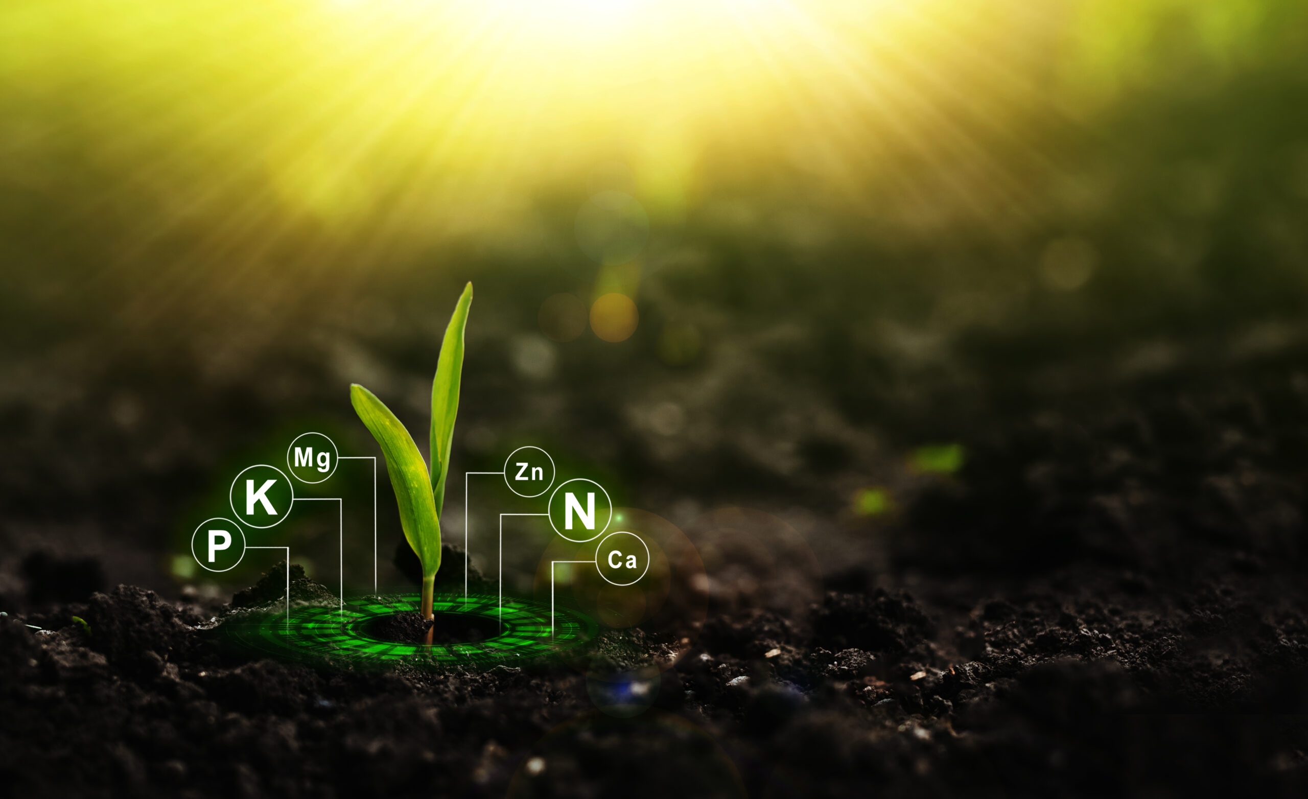 NPK Fertilizer Guide: Master Your Farm Yields 2025