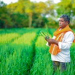 indian farmer in farm