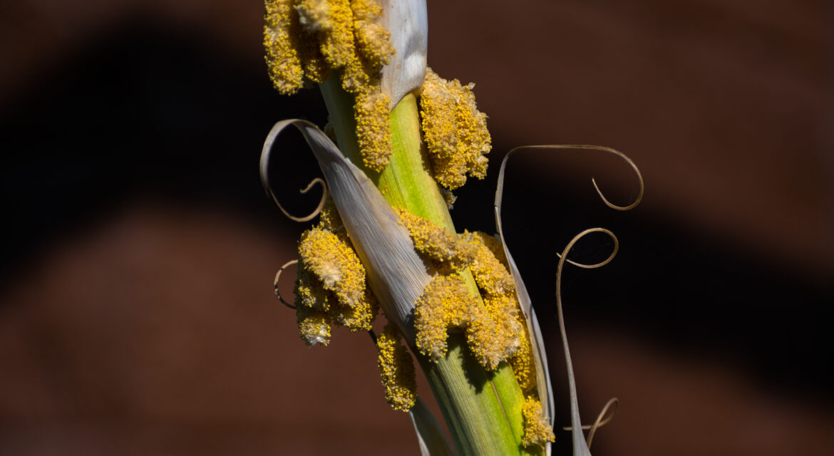 common crop diseases India