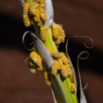 common crop diseases India