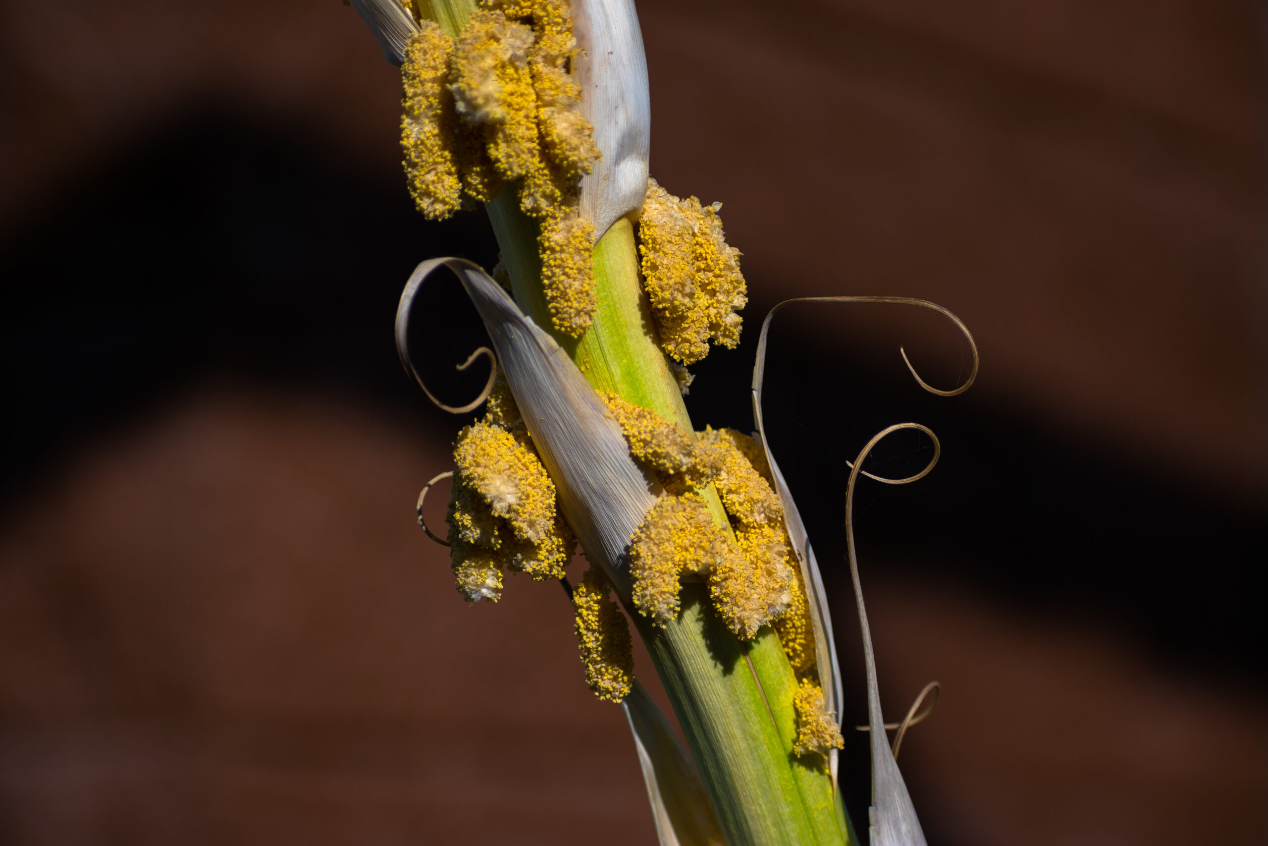 common crop diseases India