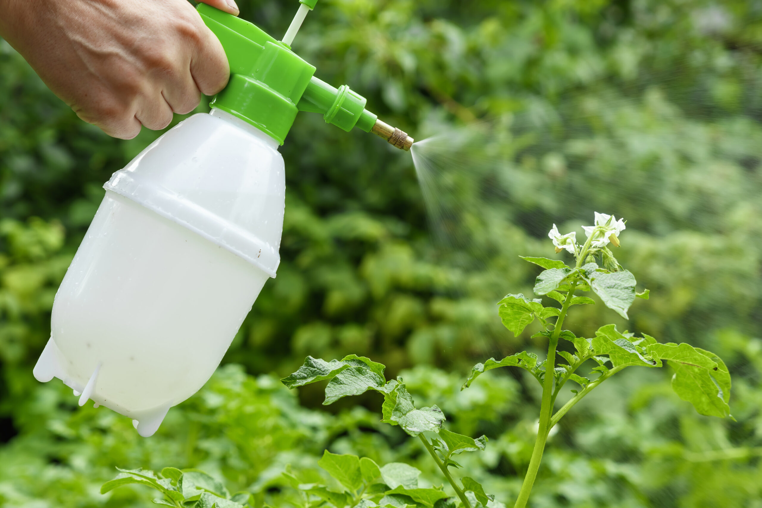 Fungicides vs Bactericides: What are the Main Differences and How to Choose Between Them