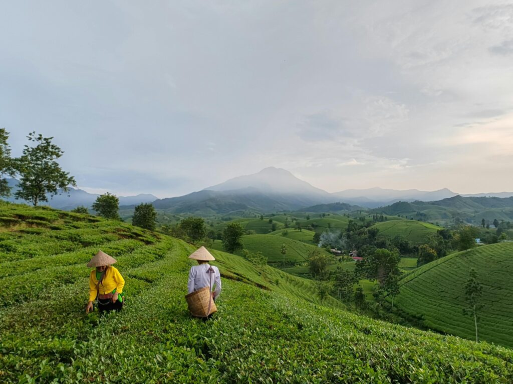 What to learn from Plantation Agriculture Success Stories across Continents