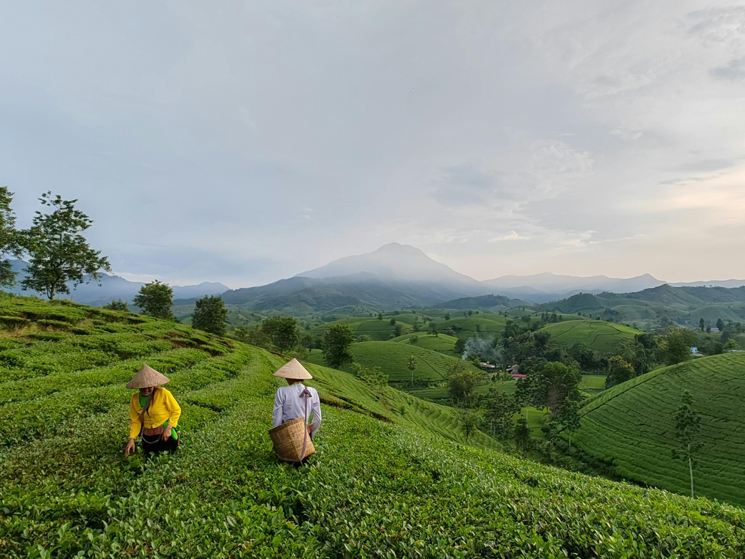 What to learn from Plantation Agriculture Success Stories across Continents