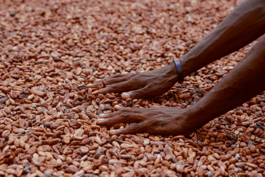 Hand of a person can be seen scouting through a pile of cocoa beans
