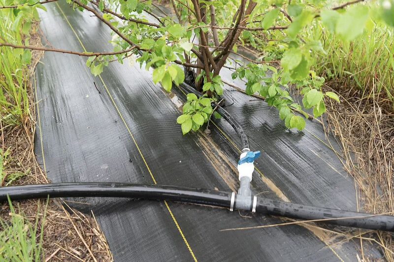A pipe can be seen in the middle of few trees planted in ground with an hose dropping water in the plants highlighting precision irrigation in farming