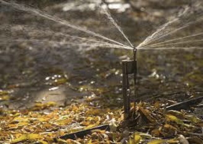 A micro sprinkler can be seen sprinkling water in a ground surrounded by leaves and plants highlighting precision irrigation in farming