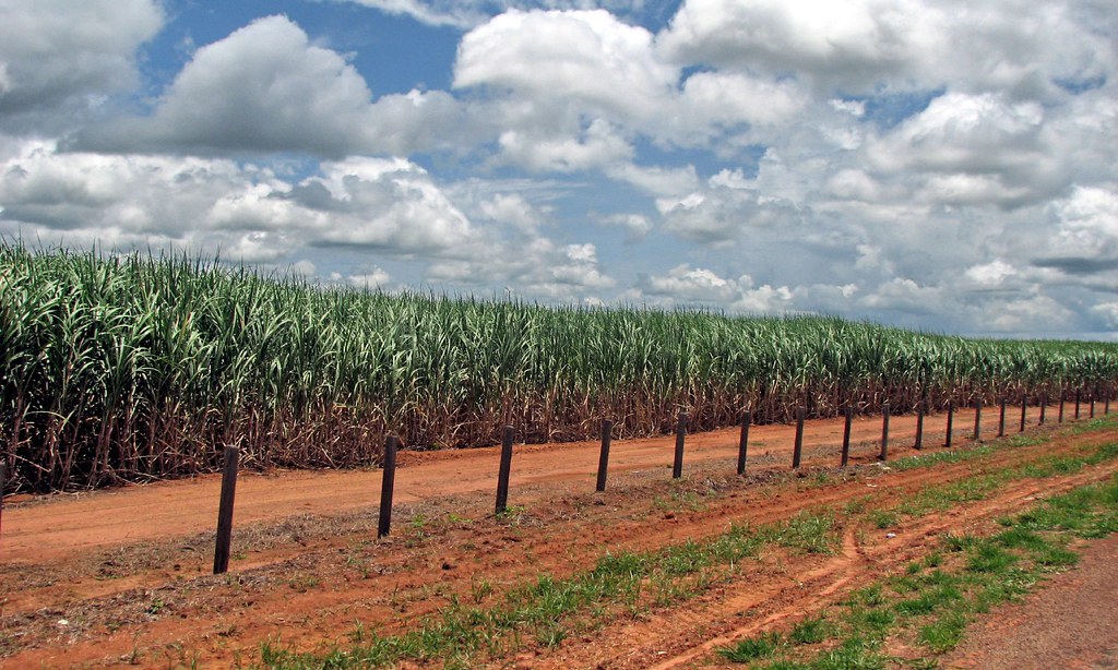 A huge field of sugarcan plantation can be seen