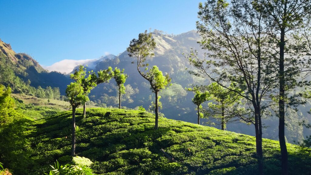 Several trees can be seen planted alongside a green plantation on what appears to be a mountainous region