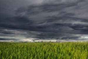A vast green field of crops can be seen with cloudy skies above them in what appears to be a prelude to rains