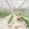 A woman can be seen tending to crops in the sustainable farming setup