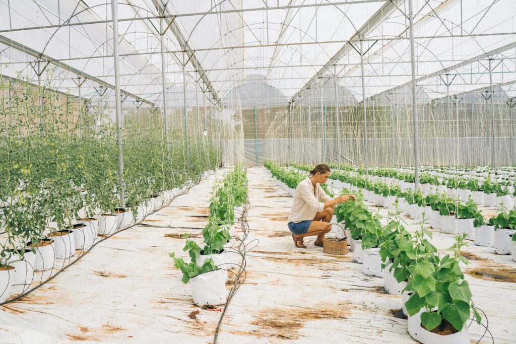 A woman can be seen tending to crops in the sustainable farming setup