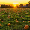 A field of pumpkin can be seen along with a scenic view of a sunset