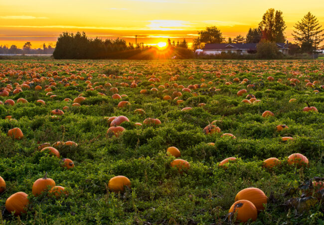 A field of pumpkin can be seen along with a scenic view of a sunset