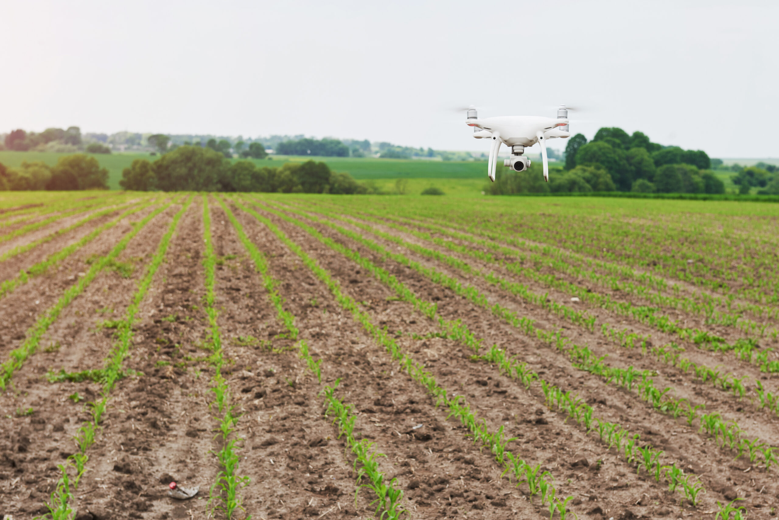 A field of green crops can be seen with a white drone hovering over it