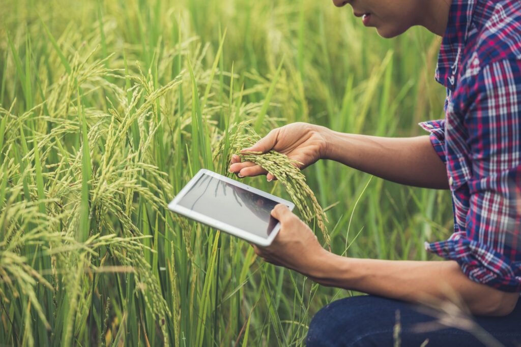 A man can be seen inspecting crops and holding a tab like electronic device in his hand