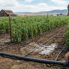 A farmer can be seen adjusting the water pipes in the farm field