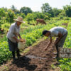 2 farmers can be seen working on a green field while some animals can be seen in tha background grazing the field